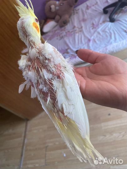 Попугай корелла ручные
