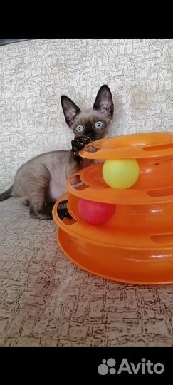 Йоло девон-рекс