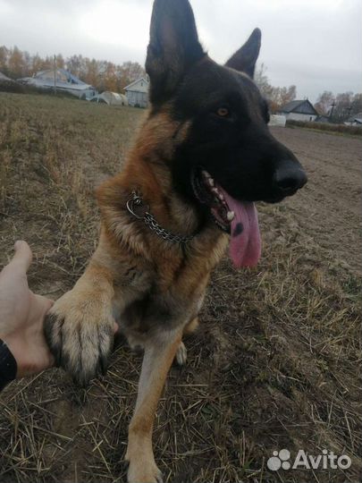 Немецкая овчарка вязка