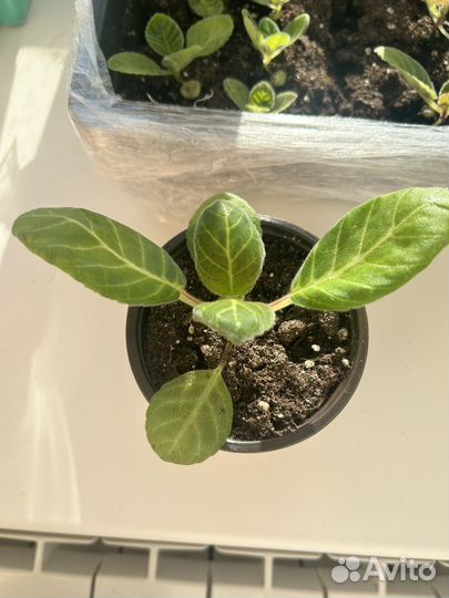 Глоксиния махровая