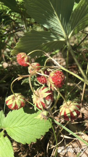 Земляничное варенье