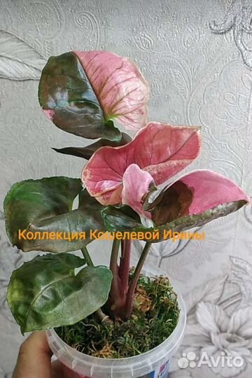 Сингониум клубничный лед