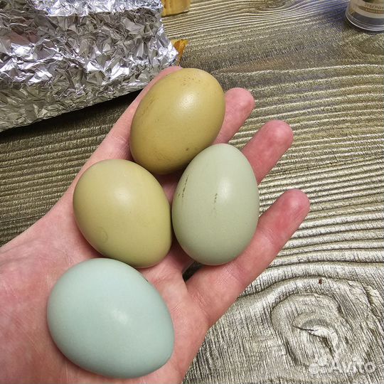 Инкубационное яйцо породистых кур