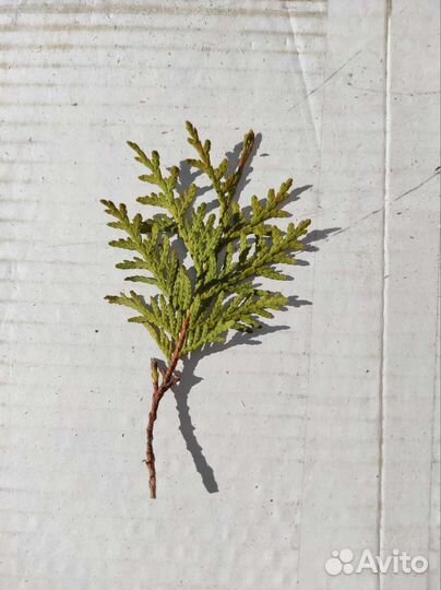 Черенки туя западная Брабант, неукорененные