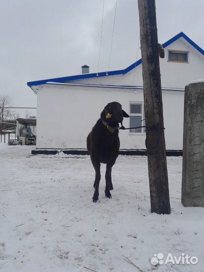 Баран гисар