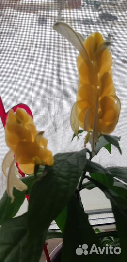 Комнатные красивоцветущие