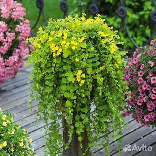 Вербейник монетчатый саженцы