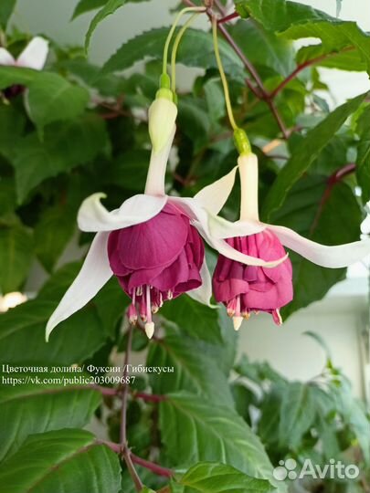 Фуксии сортовые, большой выбор сортов