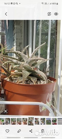 Алоэ сортовые