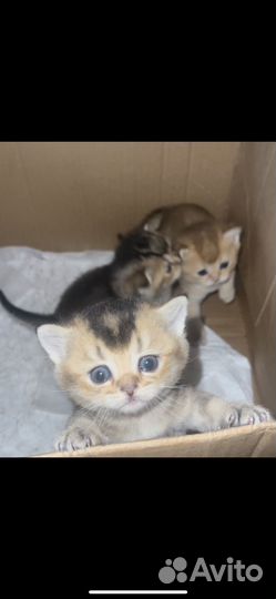 Котята золотая шиншилла