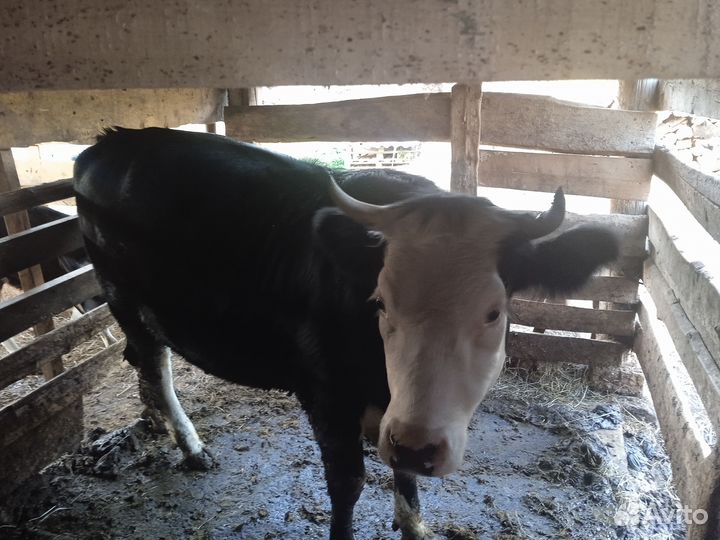 Продается тёлка