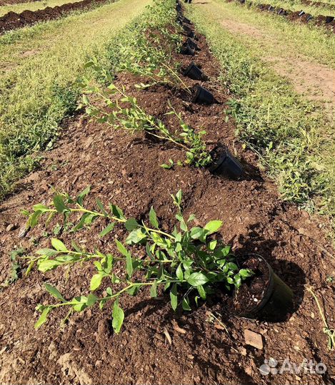 Голубика из питомника