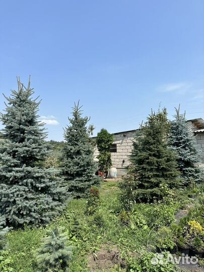 Голубые ели