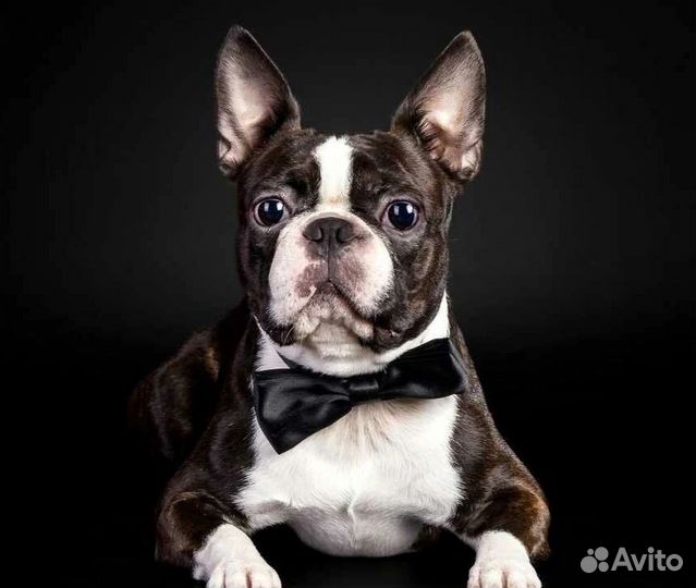 Бантики для собак