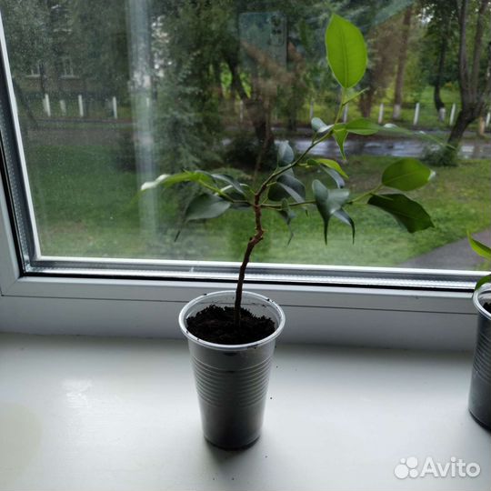 Фикус бенджамина