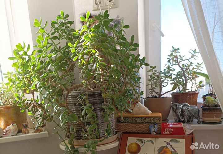 Денежные деревья и ростки