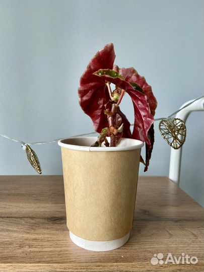 Бегония макулата