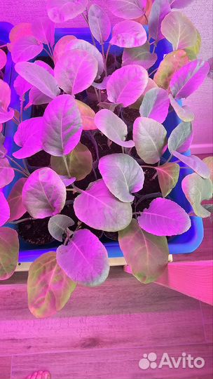 Цветная капуста