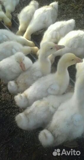 Гуси, утки, бройлер