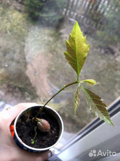 Саженцы красного дуба