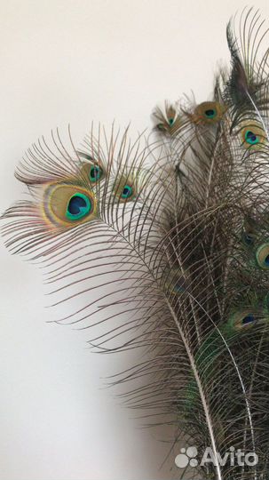 Перо павлина