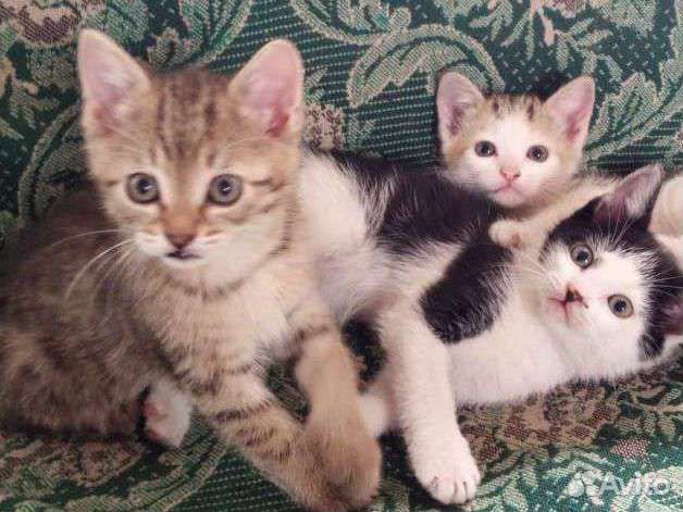 Котенок в дар бесплатно