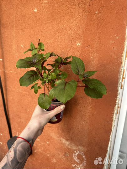 Фуксия немантантус хойя