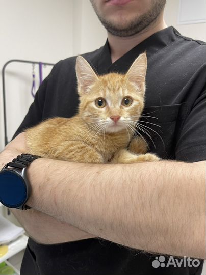 Кошечка 3 месяца Лея