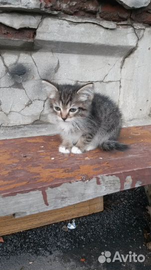 Очень нужен дом котёнку