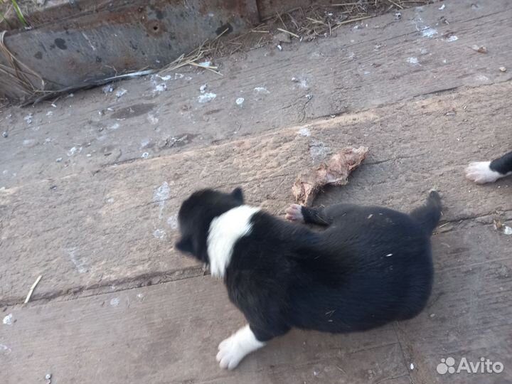 Щенки Русско европейской лайки