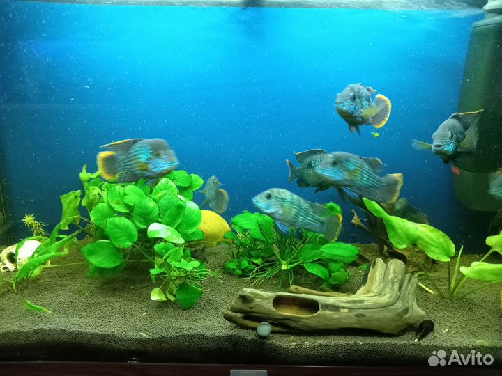 Аквариумные рыбы