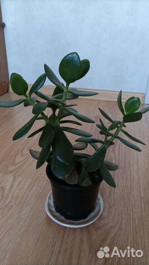 Комнатные растения