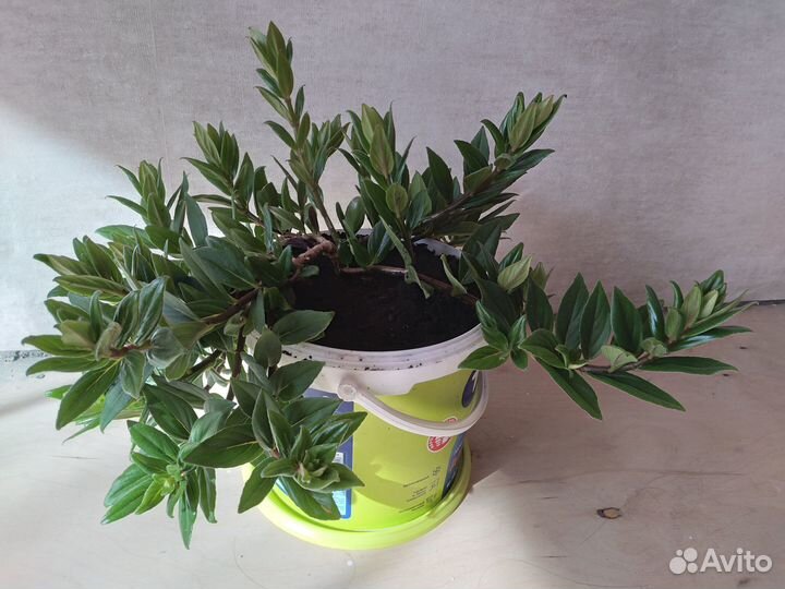 Колумнея, комнатный цветок