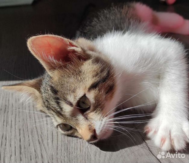 Котенок отдам
