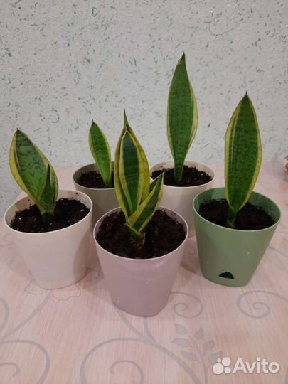 Сансевиерия