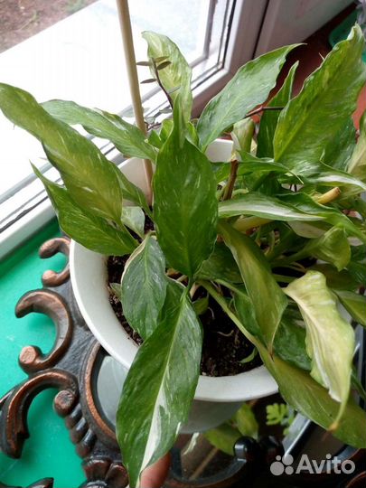 Спатифиллум Домино