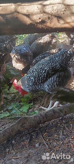 Молодые петухи