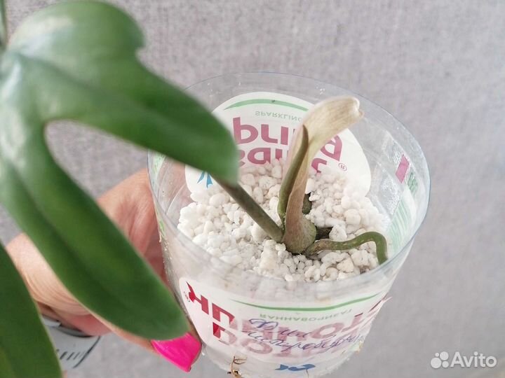 Филодендрон гитаровидный