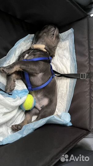 Автогамак для перевозки собак