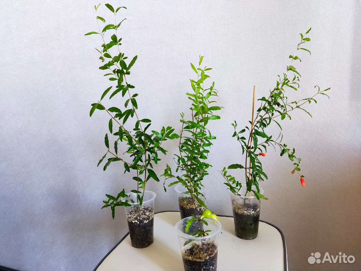 Гранат карликовый комнатный