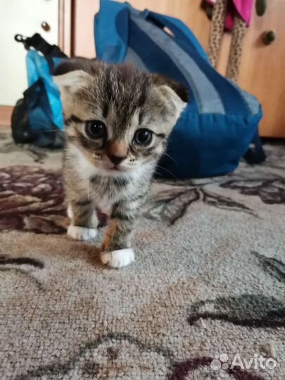 Шотландский вислоухий котёнок