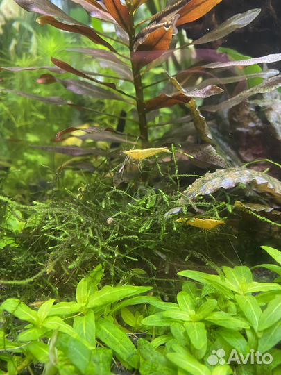 Креветки neocardina желтые