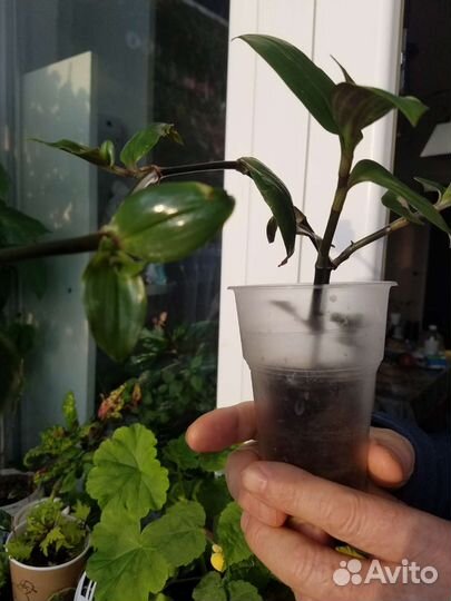 Традесканция