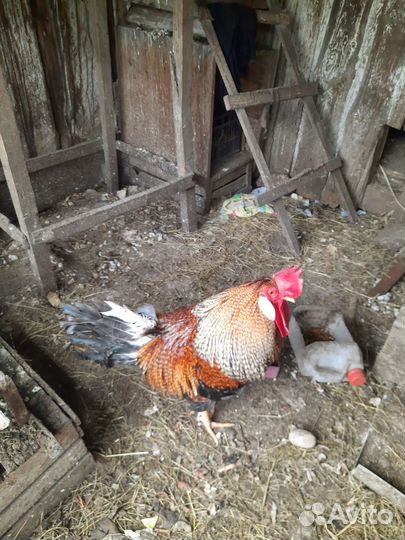 Петух,хозяин двора,в рязани