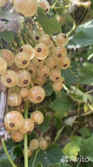 Вишня, крыжовник, травы, овощи