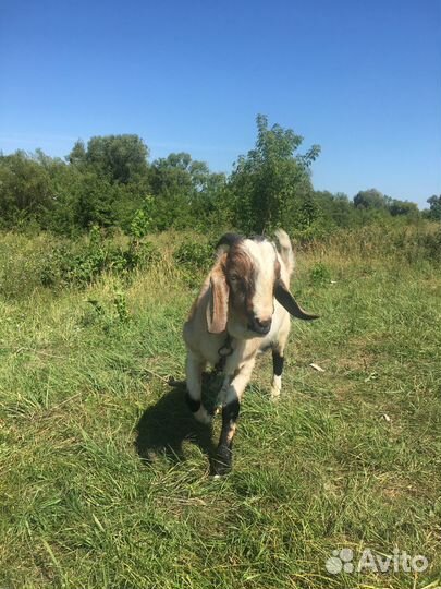 Англо-Нубийский козел