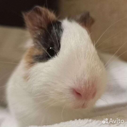 Морская свинка