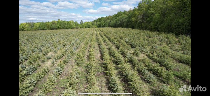 Ель колючая голубая