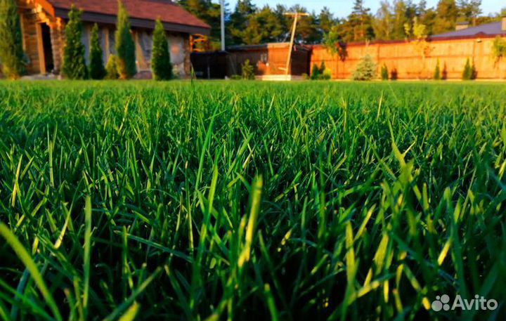 Рулонный газон с укладкой и гарантией