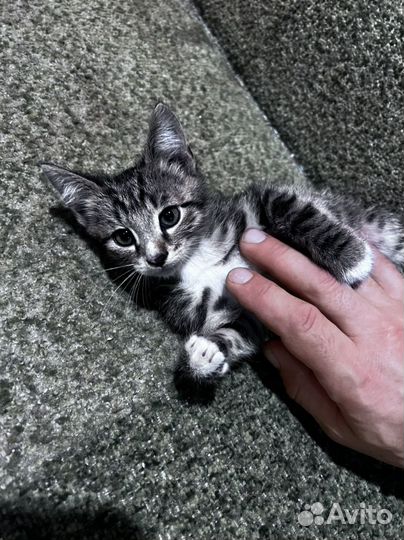 Котята ищут добрые ручки